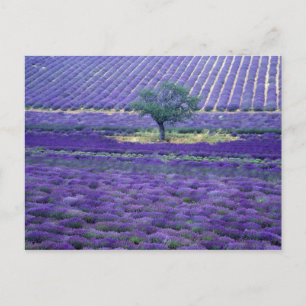 フランス、プロヴァンス、ヴァンスのラベンダー畑 ポストカード