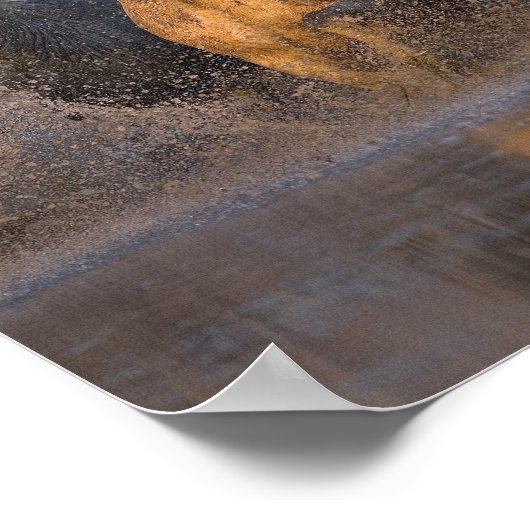 フランス、プロヴァンス。白いカマルグの馬 ポスター (角)