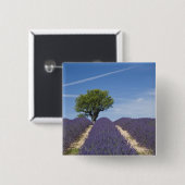 フランス、プロヴァンス。開花の列4 缶バッジ (正面&裏面)