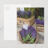 フランス、プロヴァンス、Lavendar for sale ポストカード (正面/裏面)