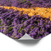 フランス,ラベンダーフィールドの遺跡 ポスター (角)