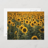 フランス、ヴォクリューズ、ひまわり畑 ポストカード (正面/裏面)