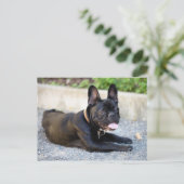 フランゼシシュブルドッグ ポストカード (スタンド正面)