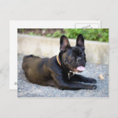 フランゼシシュブルドッグ ポストカード (正面/裏面)