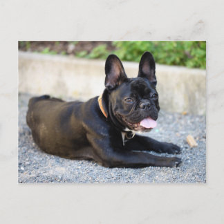 フランゼシシュブルドッグ ポストカード