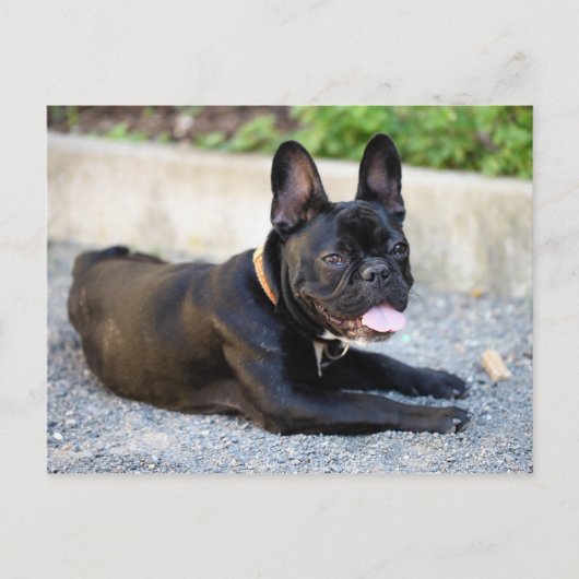 フランゼシシュブルドッグ ポストカード (正面)