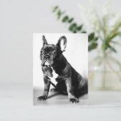 フランゾシシュブルドージュ ポストカード (スタンド正面)