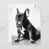 フランゾシシュブルドージュ ポストカード (正面/裏面)