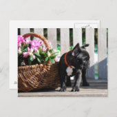 フランツェーシシェブルドゲンポストカルテ ポストカード (正面/裏面)