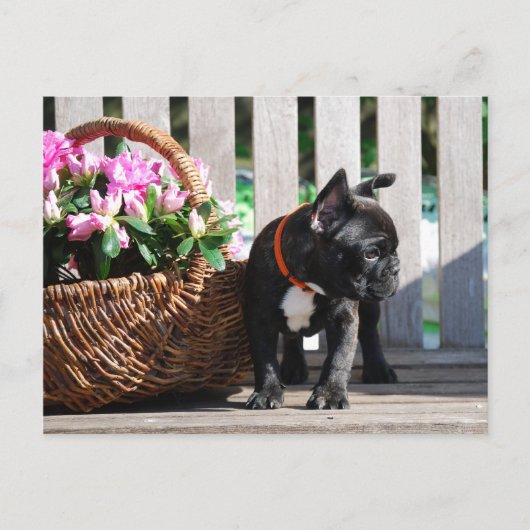 フランツェーシシェブルドゲンポストカルテ ポストカード (正面)