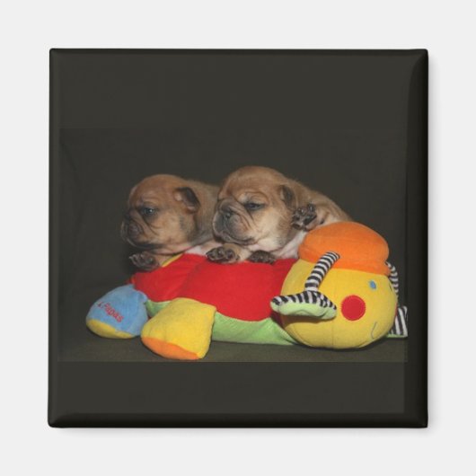 フランツォシシュブルドッゲンウェルペンマグネット マグネット (正面)