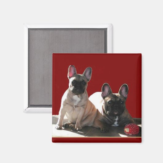 フランツォシシュBuldoggen Flo und Fips マグネット (正面/裏面)