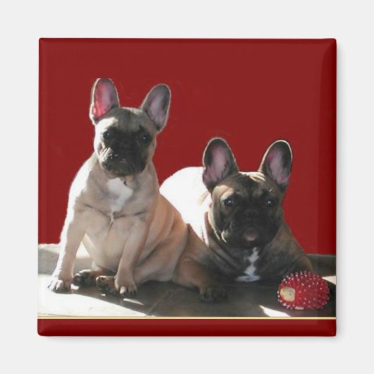 フランツォシシュBuldoggen Flo und Fips マグネット (正面)