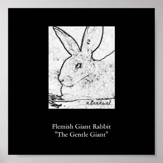 フランドルの巨大ウサギ「穏やかな巨人」 ポスター (正面)