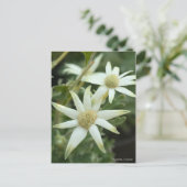 フランネル花[葉書] ポストカード (スタンド正面)