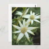 フランネル花[葉書] ポストカード (正面/裏面)