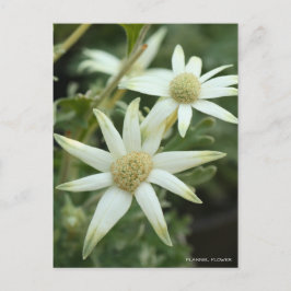 フランネル花[葉書] ポストカード