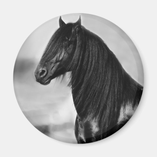 フリエ誇りを持ったシア黒牡馬 マグネット (正面)