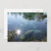 フリガナ州クリスタルリバーのマナティー ポストカード (正面/裏面)