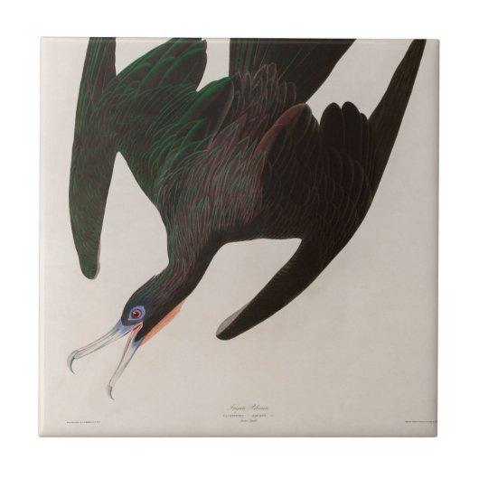 フリゲートペリカンバーズオブアメリカオードボンプリント タイル (正面)