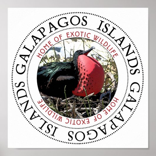 フリゲート素晴らし鳥 ポスター (正面)