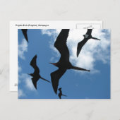 フリゲート鳥（フラガータ），ガラパゴス諸島6 ポストカード (正面/裏面)