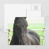 フリシア馬はがき ポストカード (正面/裏面)