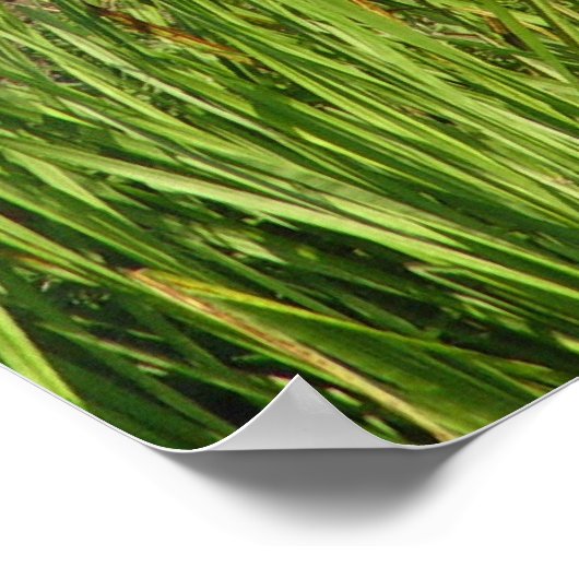 フリシア馬 ポスター (角)