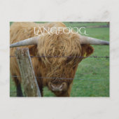 フリジア諸島,ランゲオグ島,ハイランドステア ポストカード (正面)