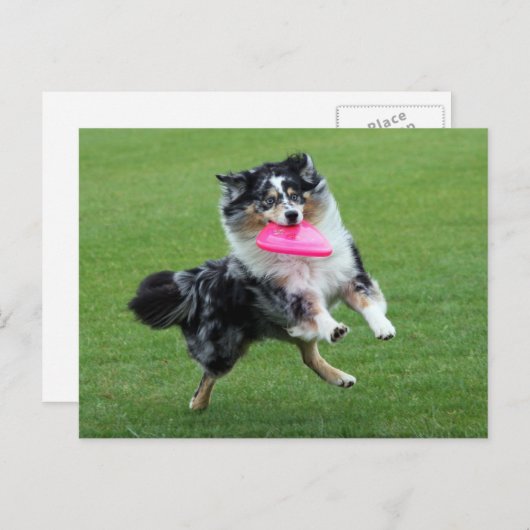 フリスビーのオーストラリアの羊飼い ポストカード (正面/裏面)