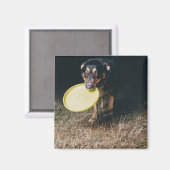 フリスビーを口に入れた犬 マグネット (正面/裏面)