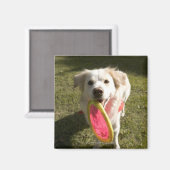 フリスビーを飼っている犬 マグネット (正面/裏面)