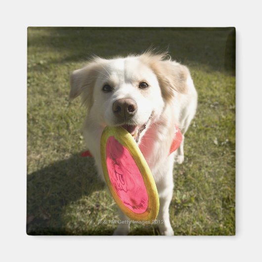 フリスビーを飼っている犬 マグネット (正面)