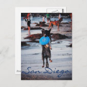 フリスビー犬 ポストカード (正面/裏面)