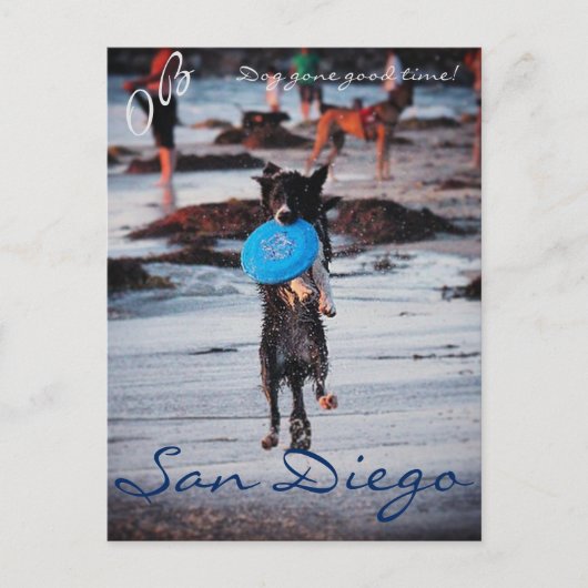 フリスビー犬 ポストカード (正面)