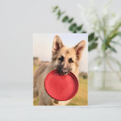 フリスビー ポストカード (スタンド正面)