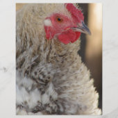 フリズルオードル (正面)