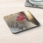 フリズルオードル コースター (左側)