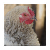 フリズルオードル タイル (正面)