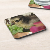 フリズル・シック コースター (左側)