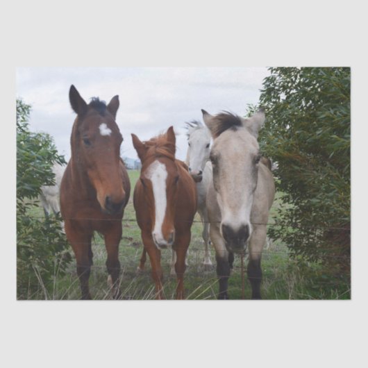 フリッキーな髪：楽しい馬のトラブル、 薄葉紙 (正面)