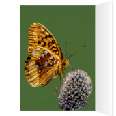 フリッチャリ蝶オン青いアザミ垂直 (内側 (左))