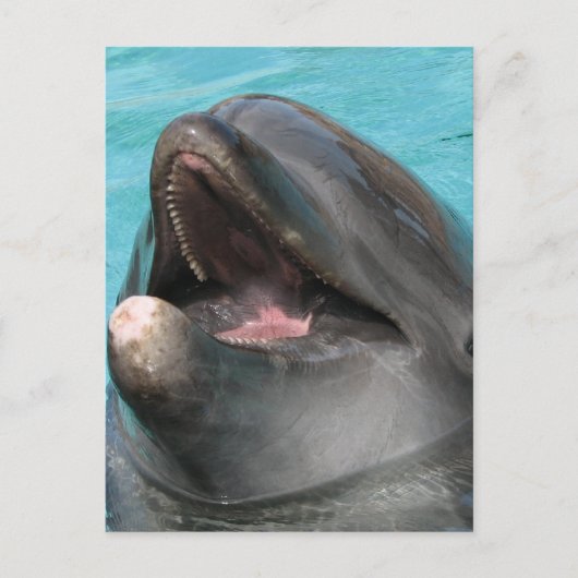 フリッパーポストカード ポストカード (正面)