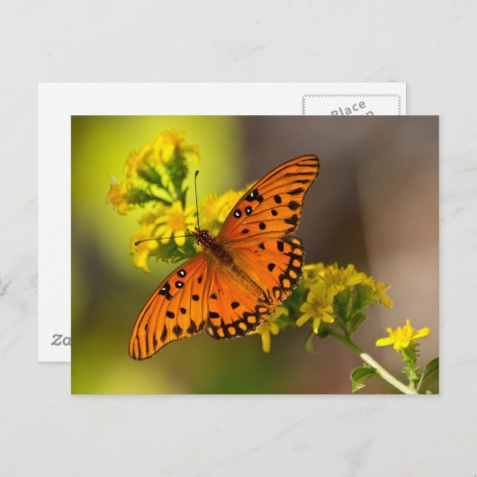 フリティラリー湾バタフライギフトとアパレル ポストカード (正面/裏面)