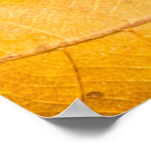 フリティラリー湾バタフライ温暖翼のポスター ポスター (角)