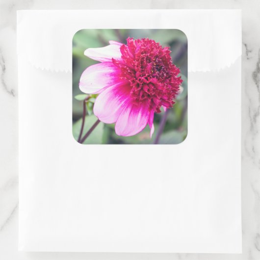 フリリーピンクとマゼンタダリア スクエアシール (バッグ)