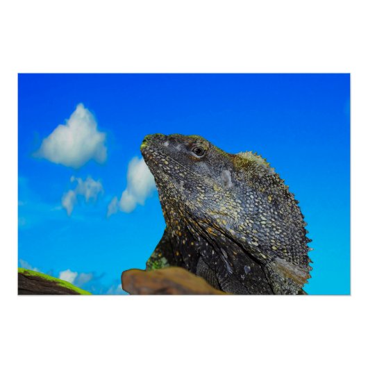 フリルの首を付けたトカゲ ポスター (正面)