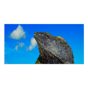 フリルの首を付けたトカゲ ポスター