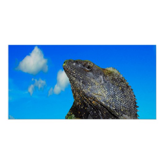 フリルの首を付けたトカゲ ポスター (正面)