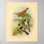 フリルネックブラウンフライキャッチャー鳥ヴィンテージプリント ポスター (正面)
